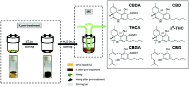 Graphical abstract: Combined ionic liquid and supercritical carbon dioxide based dynamic extraction of six cannabinoids from Cannabis sativa L.