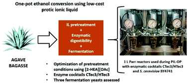 Graphical abstract: One-pot ethanol production under optimized pretreatment conditions using agave bagasse at high solids loading with low-cost biocompatible protic ionic liquid