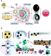 Graphical abstract: Molecular nanoinformatics approach assessing the biocompatibility of biogenic silver nanoparticles with channelized intrinsic steatosis and apoptosis