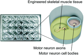 Graphical abstract: Development of a human neuromuscular tissue-on-a-chip model on a 24-well-plate-format compartmentalized microfluidic device