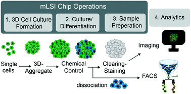 Graphical abstract: Automated optimization of endoderm differentiation on chip