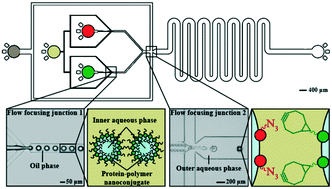 Graphical abstract: Programmed assembly of bespoke prototissues on a microfluidic platform