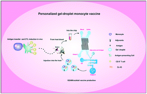 Graphical abstract: Personalized gel-droplet monocyte vaccines for cancer immunotherapy