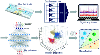 Graphical abstract: Neural network-enhanced real-time impedance flow cytometry for single-cell intrinsic characterization