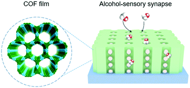 Graphical abstract: 2D oriented covalent organic frameworks for alcohol-sensory synapses