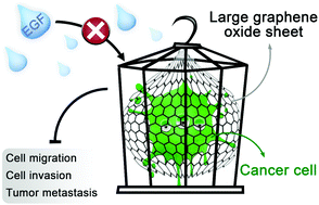 Graphical abstract: Spatial confinement of chemically engineered cancer cells using large graphene oxide sheets: a new mode of cancer therapy