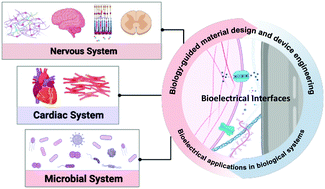 Graphical abstract: Biology-guided engineering of bioelectrical interfaces