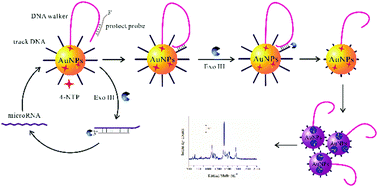 Graphical abstract: A target-activated plasmon coupling surface-enhanced Raman scattering platform for the highly sensitive and reproducible detection of miRNA-21