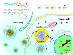 Graphical abstract: pH-Responsive expandable polycarbonate–doxorubicin conjugate nanoparticles for fast intracellular drug release