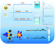 Graphical abstract: A novel colorimetric immunoassay for sensitive monitoring of ochratoxin A based on an enzyme-controlled citrate-iron(iii) chelating system