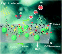 Graphical abstract: A renewable photocatalytic system with dramatic photocatalytic activity for H2 evolution and constant light energy utilization: eosin Y sensitized ZnWO4 nanoplates loaded with CuO nanoparticles