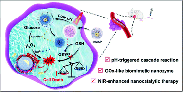 Graphical abstract: A polydopamine-gated biodegradable cascade nanoreactor for pH-triggered and photothermal-enhanced tumor-specific nanocatalytic therapy
