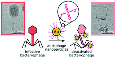 Graphical abstract: Broad-spectrum nanoparticles against bacteriophage infections