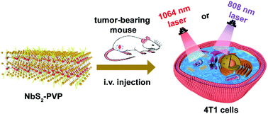 Graphical abstract: NIR -I and NIR-II irradiation tumor ablation using NbS2 nanosheets as the photothermal agent