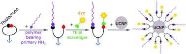 Graphical abstract: Versatile thiolactone-based conjugation strategies to polymer stabilizers for multifunctional upconverting nanoparticles aqueous dispersions