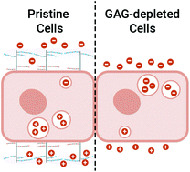 Graphical abstract: Cell-surface glycosaminoglycans regulate the cellular uptake of charged polystyrene nanoparticles