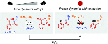 Graphical abstract: Tuning the exchange dynamics of boronic acid hydrazones and oximes with pH and redox control