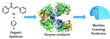 Graphical abstract: Accelerating the optimization of enzyme-catalyzed synthesis conditions via machine learning and reactivity descriptors