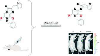 Graphical abstract: Novel furimazine derivatives for nanoluciferase bioluminescence with various C-6 and C-8 substituents