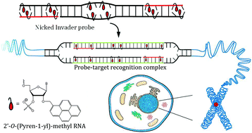 Graphical abstract: Nicked Invader probes: multistranded and sequence-unrestricted recognition of double-stranded DNA