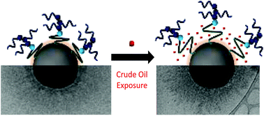 Graphical abstract: Synthesis of poly(caprolactone)-block-poly[oligo(ethylene glycol)methyl methacrylate] amphiphilic grafted nanoparticles (AGNs) as improved oil dispersants