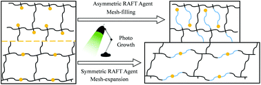 Graphical abstract: RAFT agent symmetry and the effects on photo-growth behavior in living polymer networks