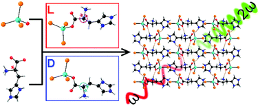 Graphical abstract: Novel noncentrosymmetric polar coordination compounds derived from chiral histidine ligands