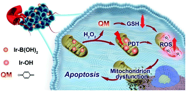 Graphical abstract: A mitochondrial-targeting iridium(iii) complex for H2O2-responsive and oxidative stress amplified two-photon photodynamic therapy