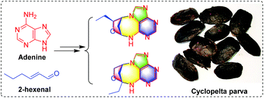 Graphical abstract: Alkyl-modified nucleobases with 6/5/7/5 ring systems from the insect Cyclopelta parva