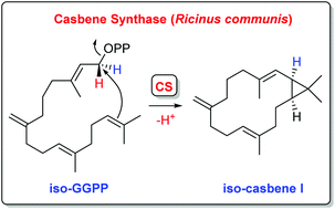 Graphical abstract: Isotopic labelling experiments and enzymatic preparation of iso-casbenes with casbene synthase from Ricinus communis