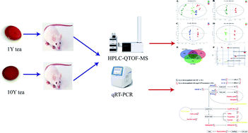 Graphical abstract: Untargeted metabolomic and lipid metabolism-related gene expression analyses of the effects and mechanism of aged Liupao tea treatment in HFD-induced obese mice