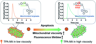 Graphical abstract: Investigation of apoptosis based on fluorescence lifetime imaging microscopy with a mitochondria-targeted viscosity probe