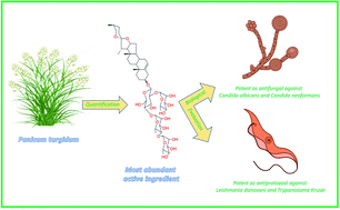 Graphical abstract: Unravelling the antifungal and antiprotozoal activities and LC-MS/MS quantification of steroidal saponins isolated from Panicum turgidum