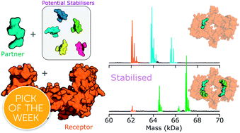Graphical abstract: Discovering protein–protein interaction stabilisers by native mass spectrometry