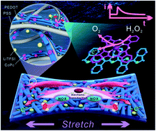 Graphical abstract: Plasticizer and catalyst co-functionalized PEDOT:PSS enables stretchable electrochemical sensing of living cells