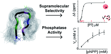 Graphical abstract: Discovery of phosphotyrosine-binding oligopeptides with supramolecular target selectivity
