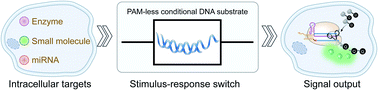 Graphical abstract: PAM-less conditional DNA substrates leverage trans-cleavage of CRISPR-Cas12a for versatile live-cell biosensing