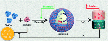 Graphical abstract: CO2-responsive Pickering emulsions stabilized by soft protein particles for interfacial biocatalysis