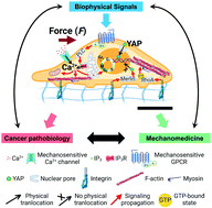 Graphical abstract: Towards an integrative understanding of cancer mechanobiology: calcium, YAP, and microRNA under biophysical forces
