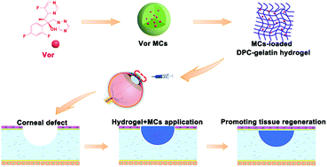 Graphical abstract: Hybrid natural hydrogels integrated with voriconazole-loaded microspheres for ocular antifungal applications