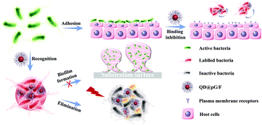 Graphical abstract: A fluorescent nanobiocide based on ROS generation for eliminating pathogenic and multidrug-resistant bacteria