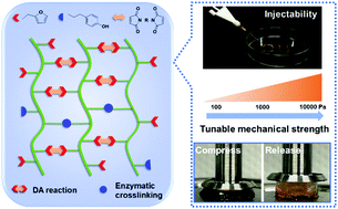 Graphical abstract: Injectable poly(γ-glutamic acid)-based biodegradable hydrogels with tunable gelation rate and mechanical strength