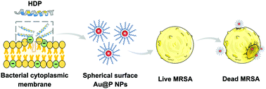 Graphical abstract: The membrane-targeting mechanism of host defense peptides inspiring the design of polypeptide-conjugated gold nanoparticles exhibiting effective antibacterial activity against methicillin-resistant Staphylococcus aureus