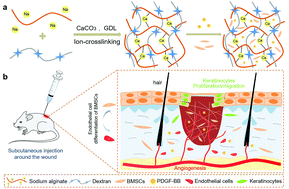 Graphical abstract: PDGF-BB/SA/Dex injectable hydrogels accelerate BMSC-mediated functional full thickness skin wound repair by promoting angiogenesis