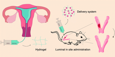 Graphical abstract: Hydrogel, a novel therapeutic and delivery strategy, in the treatment of intrauterine adhesions