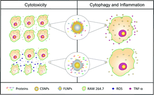 Graphical abstract: The role of morphology, shell composition and protein corona formation in Au/Fe3O4 composite nanoparticle mediated macrophage responses