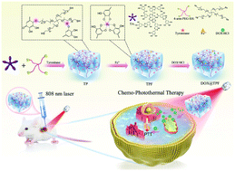 Graphical abstract: Fabrication of an injectable hydrogel with inherent photothermal effects from tannic acid for synergistic photothermal-chemotherapy