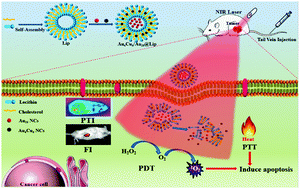 Graphical abstract: Self-assembled Au4Cu4/Au25 NCs@liposome tumor nanotheranostics with PT/fluorescence imaging-guided synergetic PTT/PDT