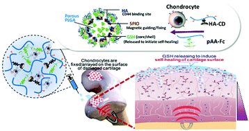Graphical abstract: A smart injectable composite hydrogel with magnetic navigation and controlled glutathione release for promoting in situ chondrocyte array and self-healing in damaged cartilage tissue