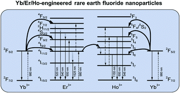 Graphical abstract: Yb/Er/Ho-engineered rare earth fluoride nanoparticles to unlock multimodal in vivo medical imaging